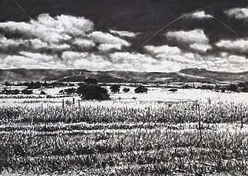 phillemon hlungwani tiko raka hina lero saseka i our beautiful land i charcoal and soft pastel on fabriano paper 75 x 105cm