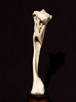 carl roberts koala giraffe leg bone 75x16x16cm gkac