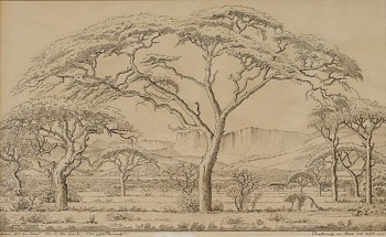 j.h. pierneef sketch of an extensive bushveld landscape 1953 pencil on paper 58 x 36 cm gkcp