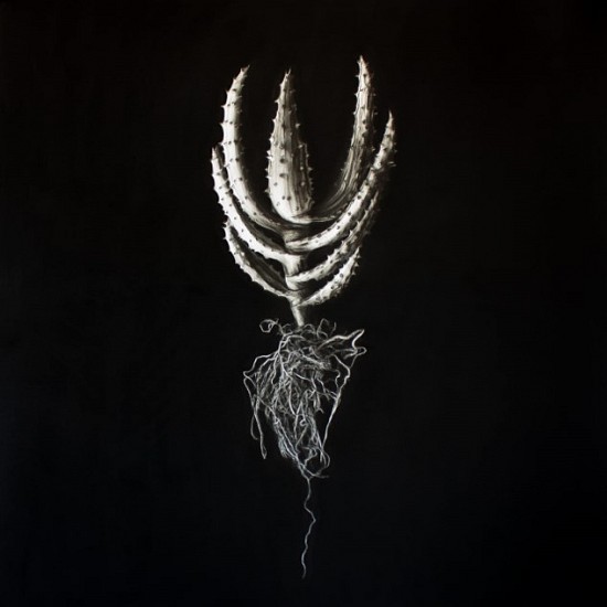 Henk Serfontein, Aloe Aculeata
charcoal & mixed media on archival paper