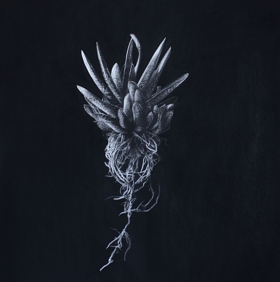 Henk Serfontein, Gasteria
charcoal & mixed media on archival hannemuhle paper