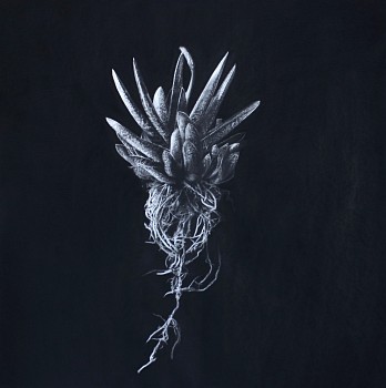 henk serfontein gasteria 90 x 90cm gkac