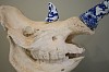 errin straughan dynasty resin rhino skull with ceramic horns gkac 14762 detail