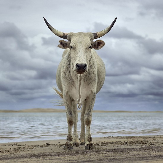 Daniel Naude, Xhosa cow on the shore, Kei River Mouth
pigment print on archival paper