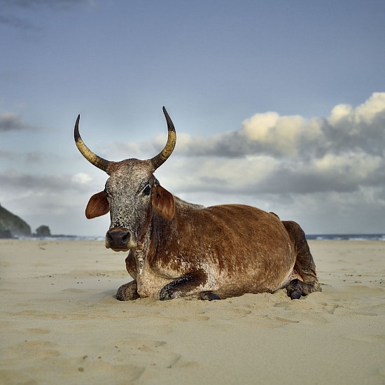 Daniel Naude, Xhosa Nguni cow sitting on shore, Mpande, Eastern Cape, South Africa
pigment print on archival paper