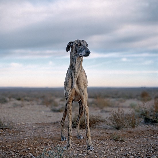 Daniel Naude, Africanis 3, Strydenburg
pigment print on archival paper