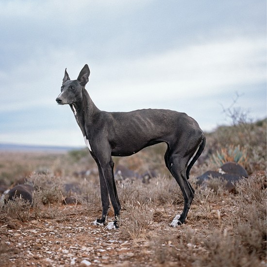 Daniel Naude, Africanis 1. Strydenburg, Northern Cape, South Africa
pigment print on archival paper