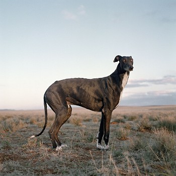 africanis 14. philippolis free state 12 august 2009. gkac