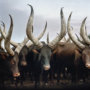 ankole cattle