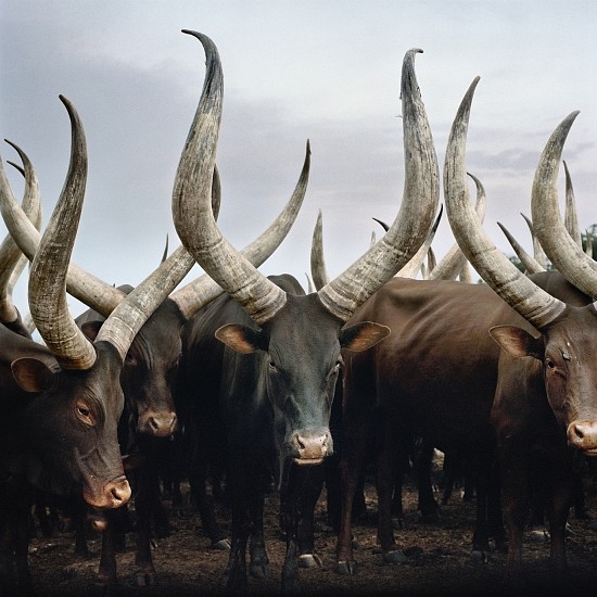 Daniel Naude, Group of Ankole Cattle. Kiruhura District, Western Region, Uganda
pigment print on archival paper