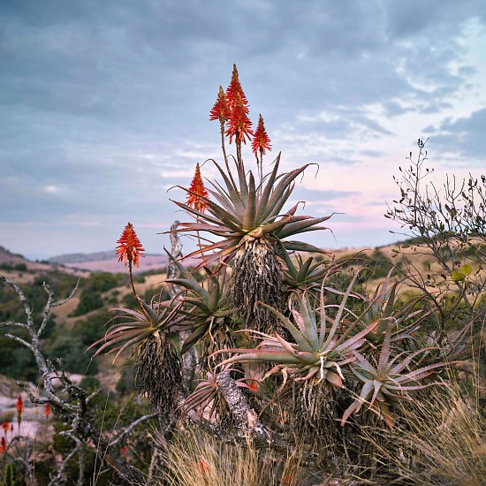 Daniel Naude, Flowering Krantz Aloe. South Africa
pigment print on archival paper on diasec