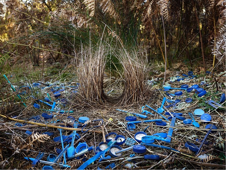 Daniel Naude, Satin Bower 2.Lamington National Park, Queensland Australia
pigment print on archival paper on diasec