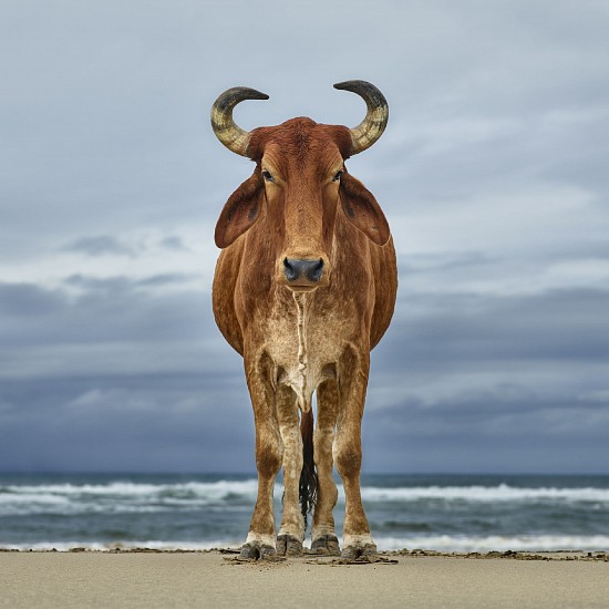 Daniel Naude, Xhosa bull on shore, Kiwone, Eastern Cape
pigment print on archival paper on diasec