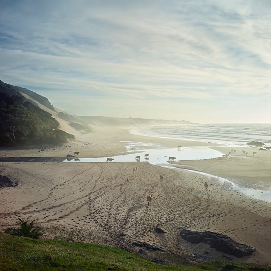 Daniel Naude, Xhosa Cattle at Nebelele River Mouth. Eastern Cape, South Africa
pigment print on archival paper on diasec