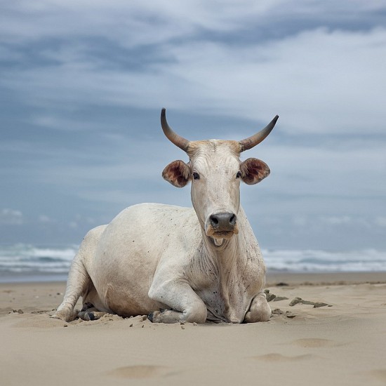 Daniel Naude, Xhosa Cow Sitting On The Shore. Noxova, Eastern Cape, South Africa
pigment print on archival paper on diasec